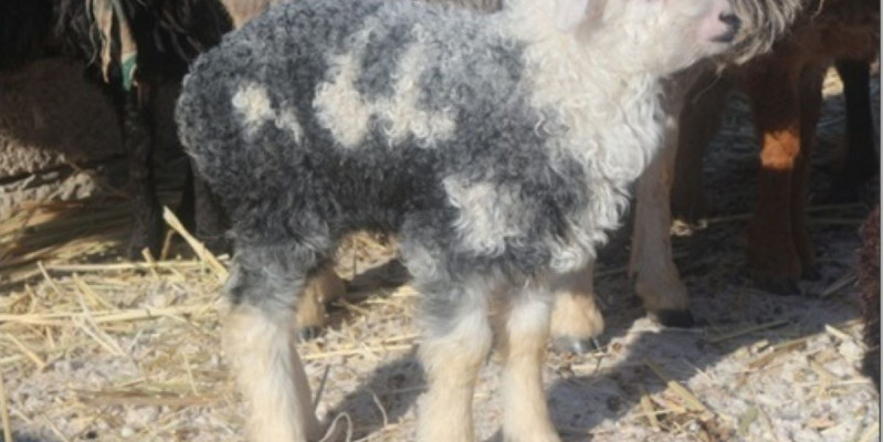 Бүйірінде «Алла» және «Мұхаммед» деген жазуы бар қозы туды