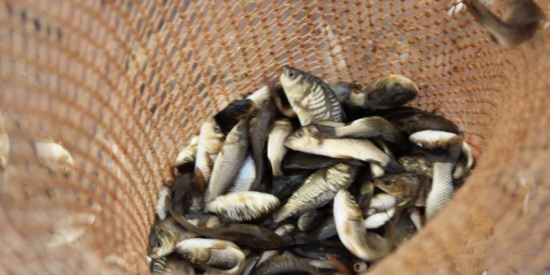Созақта Қызылкөл мен су қоймаға 60 мың сазан балығы жіберілді
