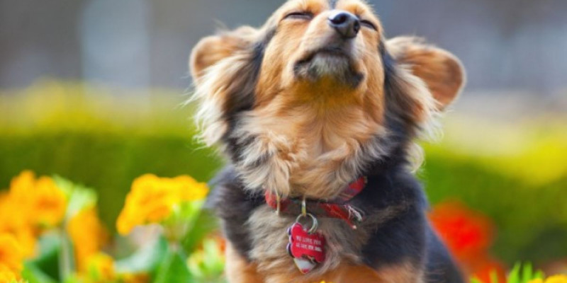 Иттердің "тілін" түсінуге мүмкіндік беретін қарғыбау жасалды