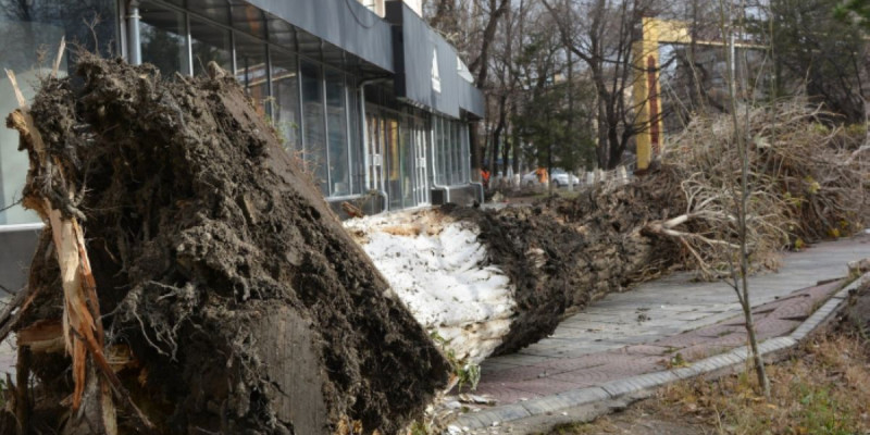 Жамбыл облысында дауылдан қаза тапқандар отбасына көмек көрсетіледі