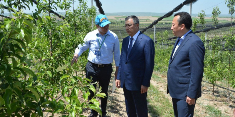 Қарқынды бау көлемі 1000 гектарға ұлғаяды