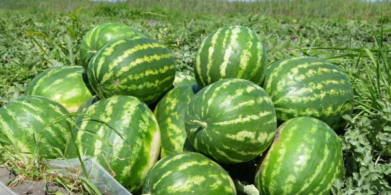 ОҚО шаруалары Ресейге 300 тонна қарбыз экспорттады