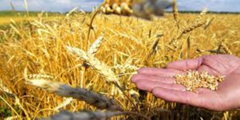 Егіс алқаптарын әртараптандыру қолға алынды