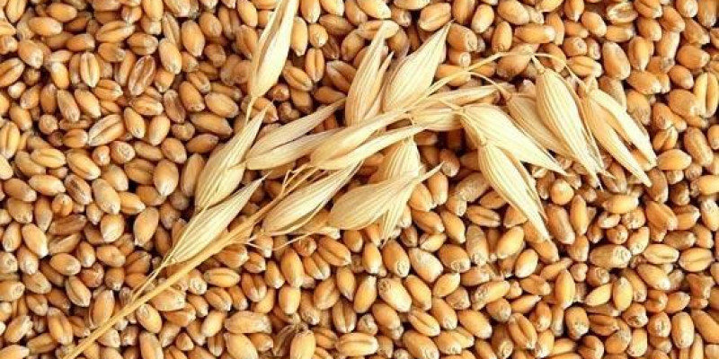 Англияға экспортталған алаш арпасы