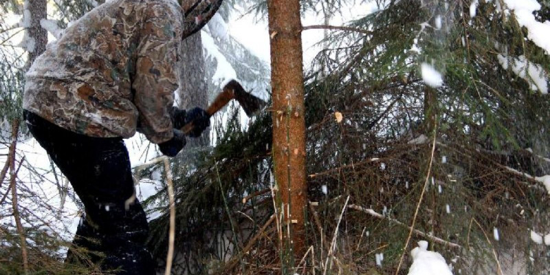 Орман сәнін отағандар жазадан құтылмайды