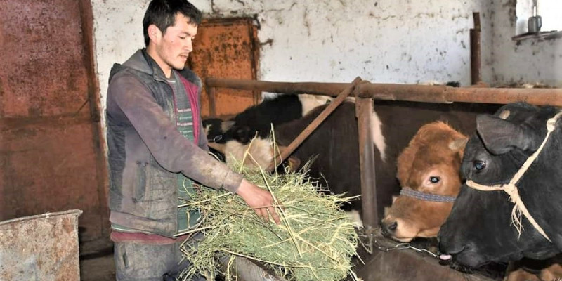 Сайрам ауданында 2 сиырмен байыған кәсіпкер тұрады