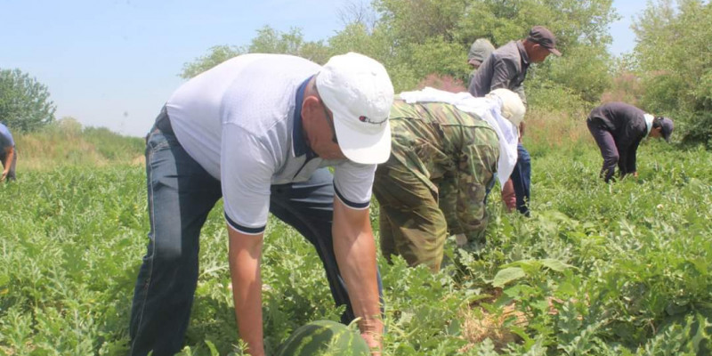 Жетісайда 324 мың тоннадан астам бақша өнімдері жиналды