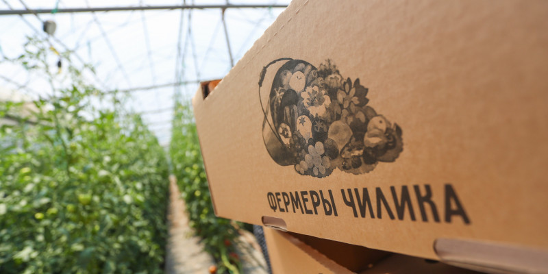 Егістіктен – сөреге: Шелек фермерлері супермаркеттерге көкөністер жеткізілімін бастады