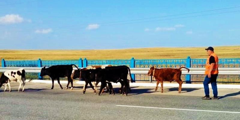 Қазақстанда үй жануарларының жолға шығып кету фактілері азаймай тұр