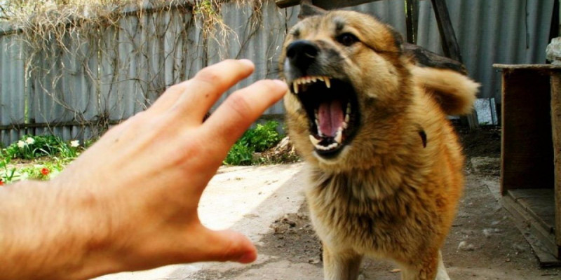 54 жастағы әйелді ит талап өлтірді