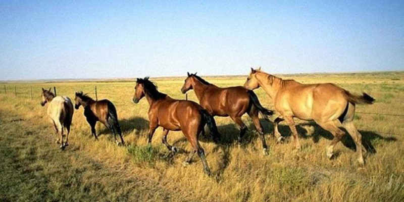 Елорда маңынан өлексесі табылған 46 жылқыны министрлік қызметкері ұрлаған