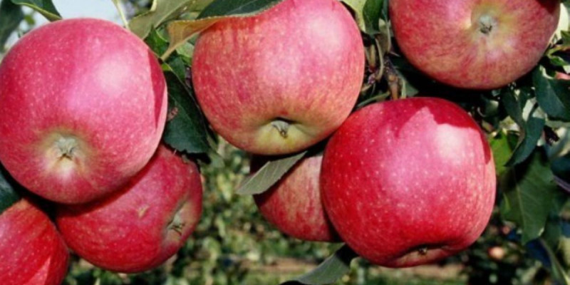 Көктөбеге 40 мың түп алма ағашы отырғызылады