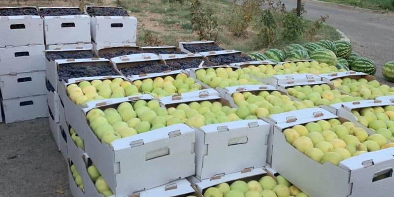 «Nur Otan» мүшесі 2 тонна бақша дақылын дәрігерлерге тегін таратты