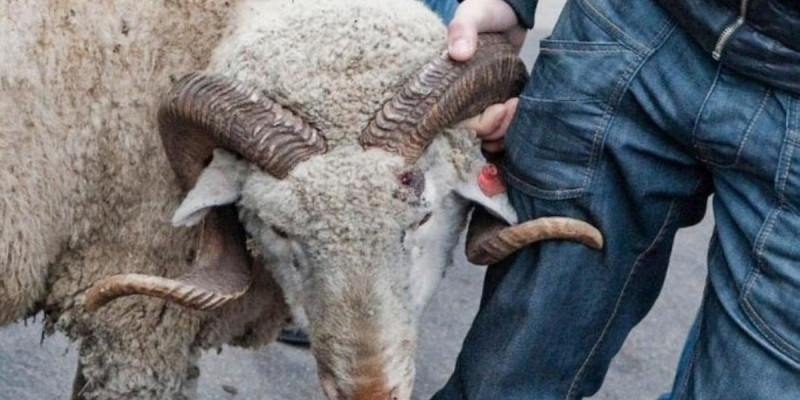 Иесінің мың бас қойын сатып жіберген шопан ұсталды