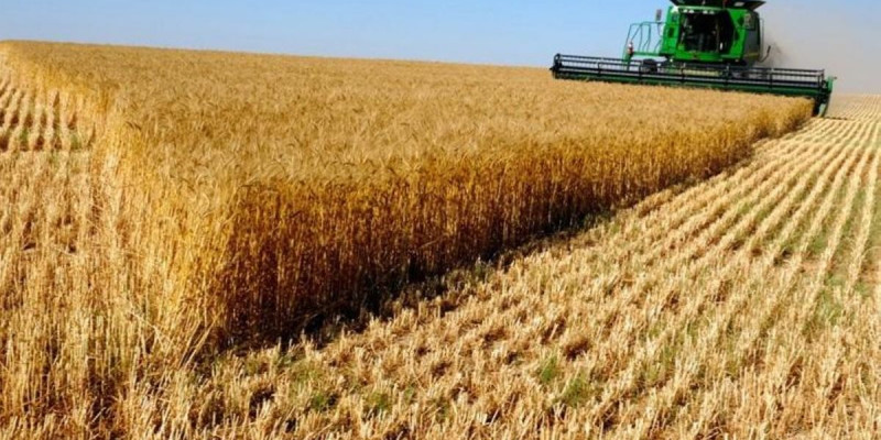 СҚО-да 3 млн тоннаға жуық бидай орылды