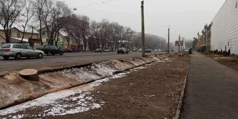 Алматыда көше бойындағы ағаштарды жаппай отап тастаған мердігерлер жазаланды
