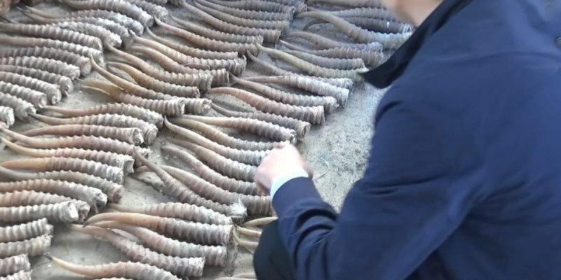 БҚО-да бір жыл бойы киік мүйізін сатумен айналысқан екі қылмыстық топ ұсталды