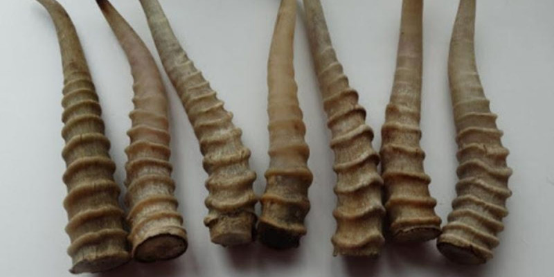 Атыраулық полицейлер жергілікті тұрғынның үйінен 106 киік мүйізін тәркіледі