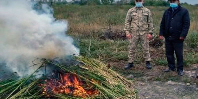 Жамбылда 251 гектар жерді жайлаған 50 тоннадан астам жабайы қарасора жойылды