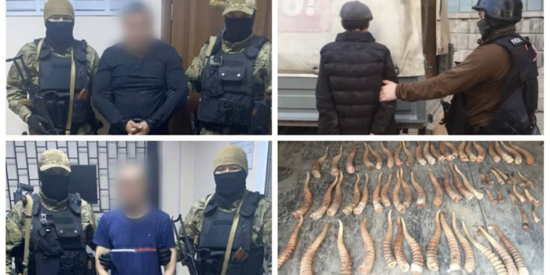 293 дана киік мүйізін сатпақ болған браконьерлер ұсталды