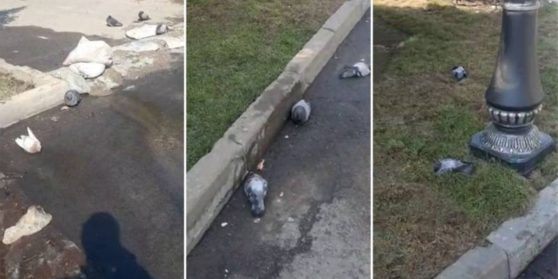 «Қасақана улауы мүмкін». Алматыда құстардың жаппай қырылуы тұрғындардың зәресін ұшырды