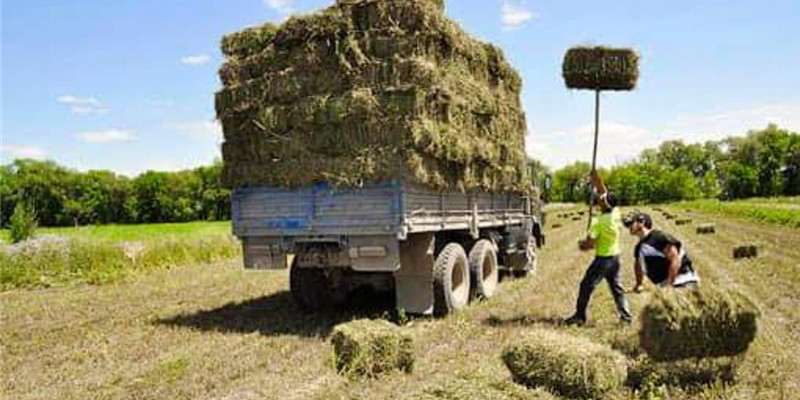 Шардаралықтар Маңғыстауға 300 тоннаға жуық жем-шөп жөнелтті