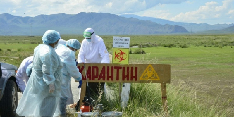Cібір жарасының ошағы: СҚО-дағы Ақжар ауданы төрт аймаққа бөлінді