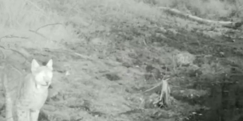 Бурабайда алғаш рет сілеусін фототұзаққа түсіп қалды