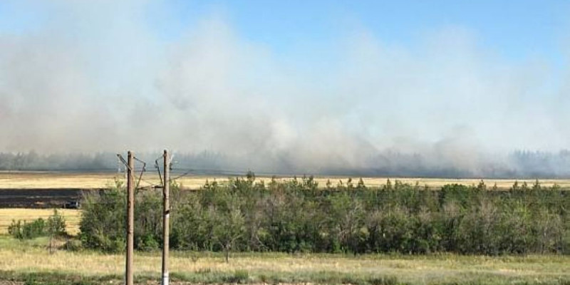 Күдікті ұсталды: Павлодар облысында іс-түссіз жоғалған әйел орманнан өлі табылды