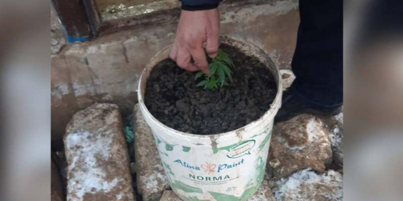 Атырауда 39 жастағы азамат пластик ыдыста есірткі өсірген