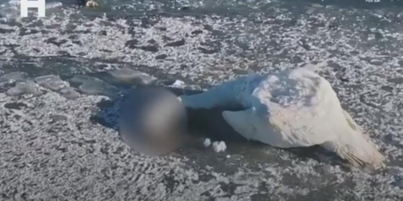 Кіші Талдыкөлден өлі аққу табылды