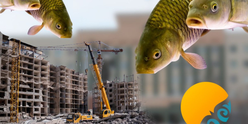 Әкімдік балық өсіруді құрылыс компаниясына тапсырған