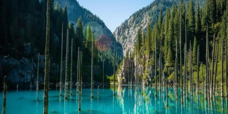 Қайыңдыдағы әрекет қазақстандықтардың ашуын тудырды (ВИДЕО)