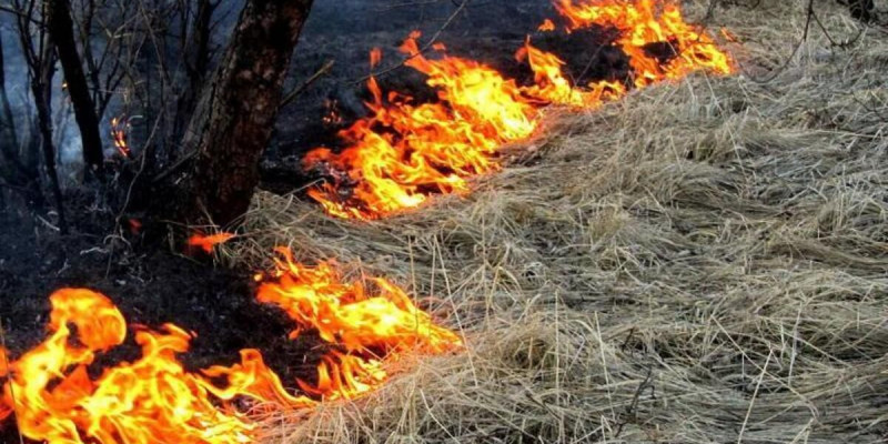 Павлодар облысында электр сымы үзіліп, салдарынан өрт шықты
