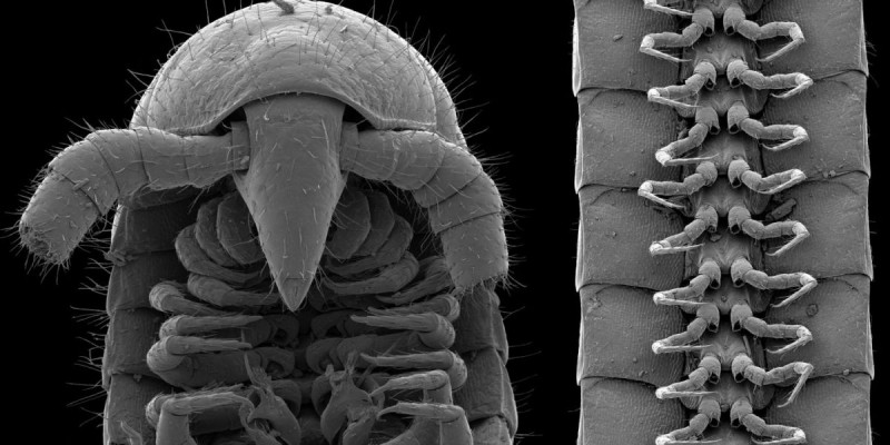 Мыңнан астам аяғы бар, көзі жоқ тіршілік иесі табылды