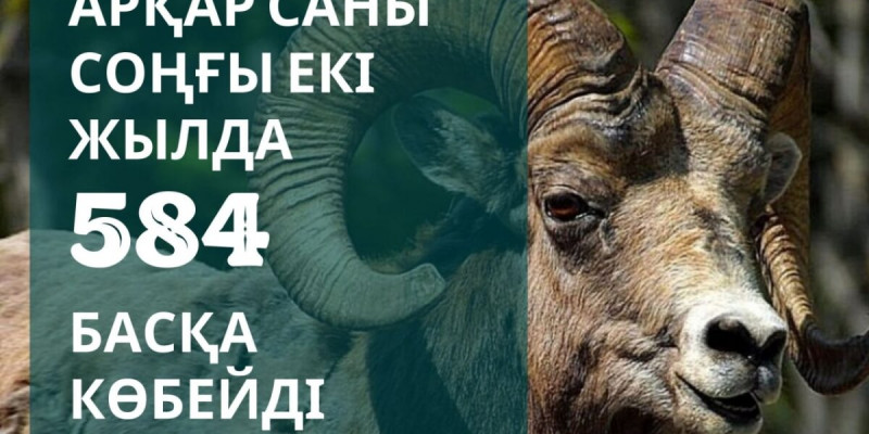 Қазақстанда арқар саны соңғы екі жылда 584 басқа көбейді