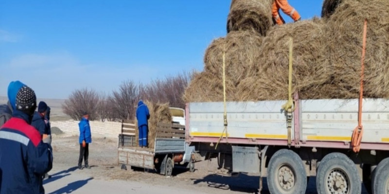Шайырлықтардың мал азығы мәселесі шешімін тапты