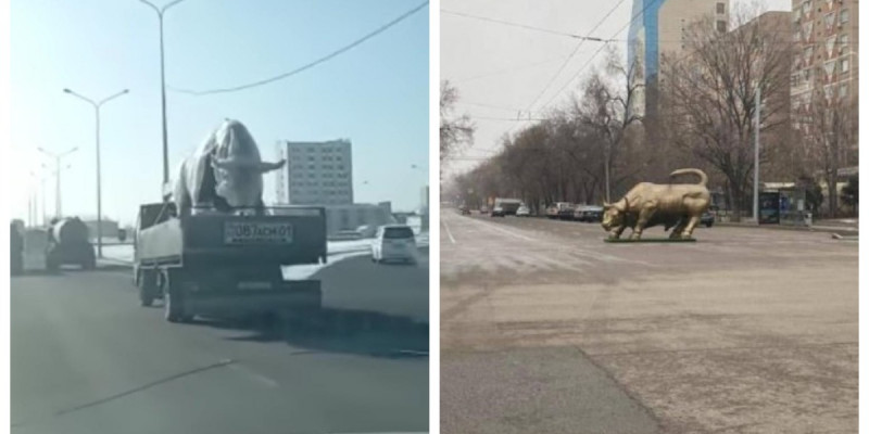 Алматыдағы «танымал» бұқа астанаға келді (ВИДЕО)