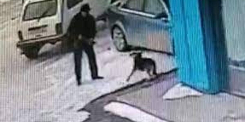 Батыс Қазақстанда ауыл әкімі қаңғыбас иттерге оқ атқан (ВИДЕО)