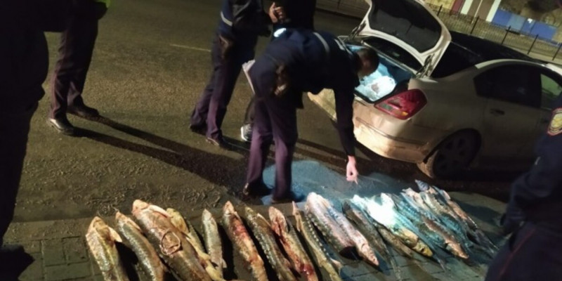 Атырауда бекіре балығын заңсыз тасымалдағандар ұсталды
