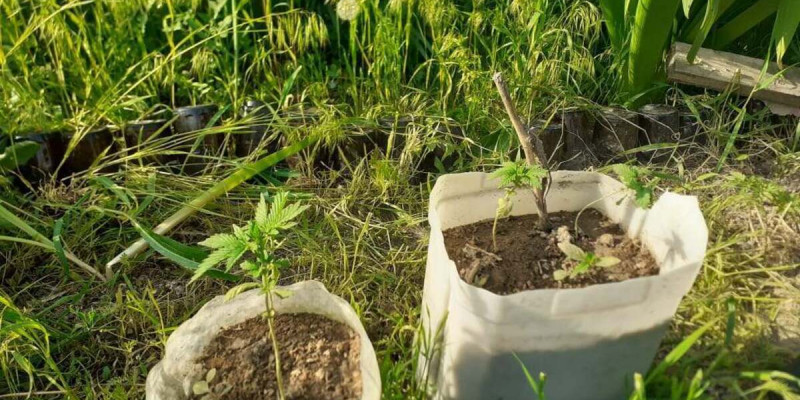 Түркістан облысының тұрғыны ауласында есірткі өсірген