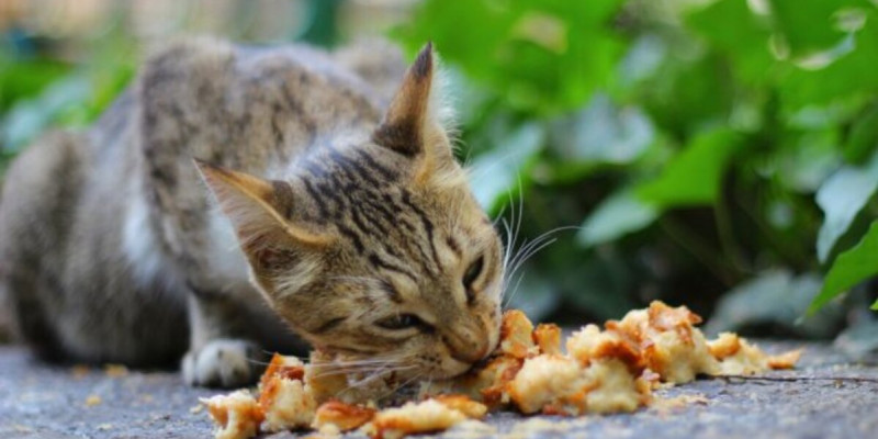 Ақтөбеде мысыққа тамақ берген зейнеткерге айыппұл салынды