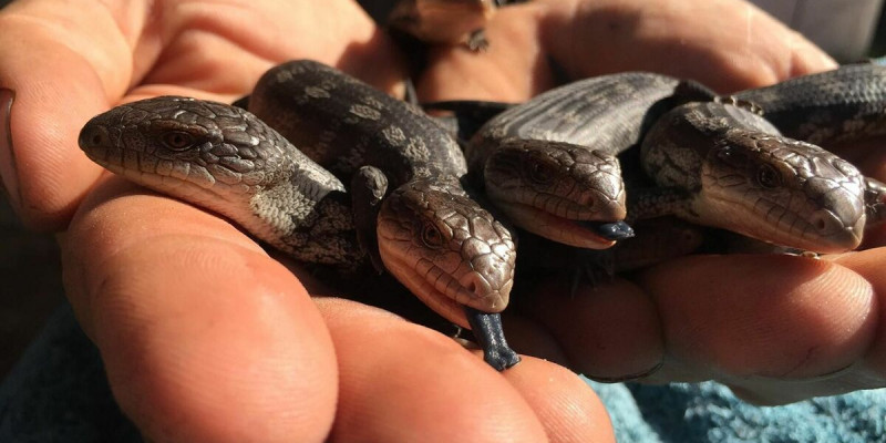 Шымкентте жылан қаптап кетті