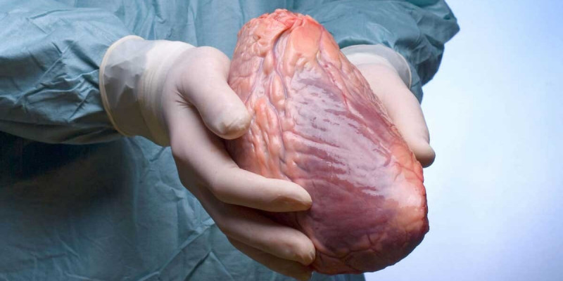 Адамға салынған шошқаның жүрегінен вирус анықталды