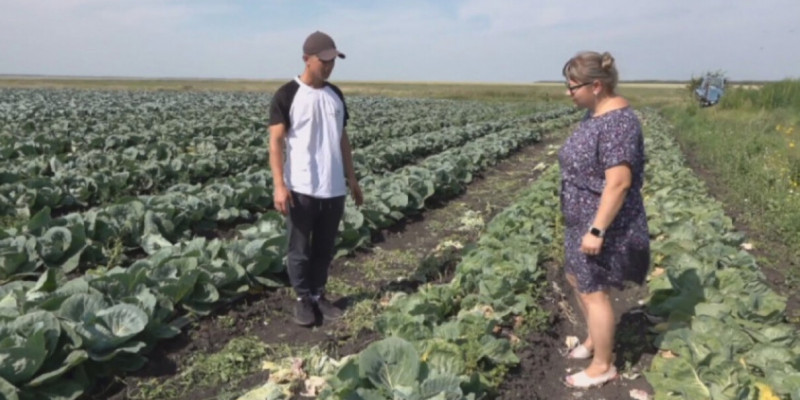 Солтүстік Қазақстан облысында көкөніс бизнесіне қауіп төнді