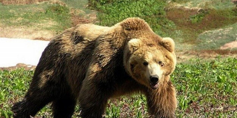ШҚО-да аюлар мал мен омартаға шабуыл жасап жатыр