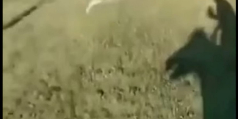 Қорқынышты фильмнің порно пародиясы