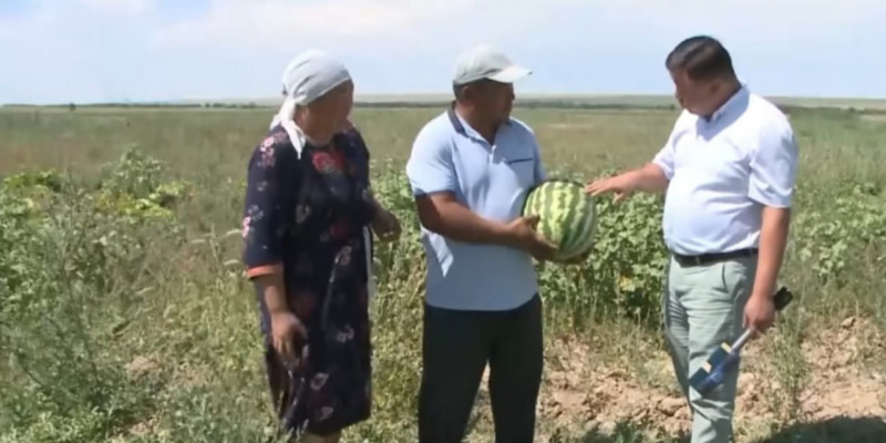 Көпбалалы отбасы қарбыз егіп, мол табысқа кенелді (ВИДЕО)