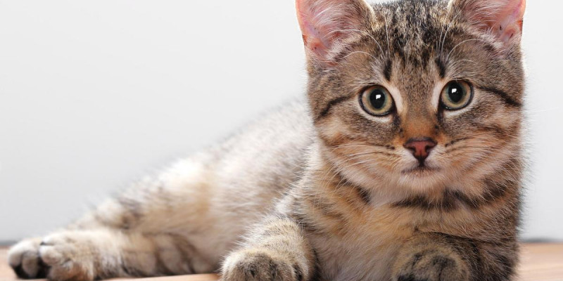 Жанармай бекетіндегі сексуалды қыздар