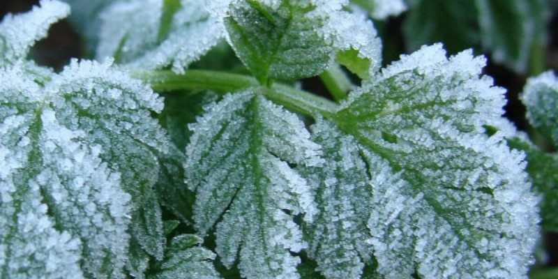 Бүгін еліміздің басым бөлігінде үсік жүреді